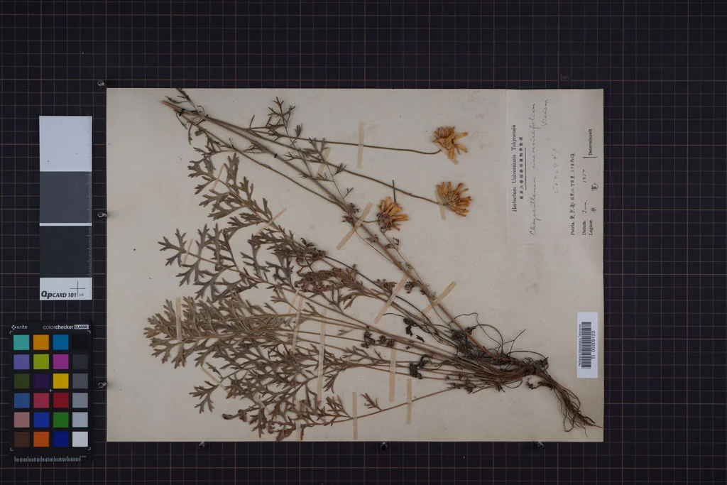 herbarium image