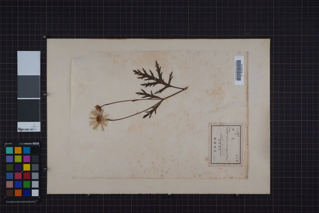 herbarium image