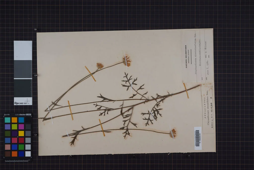 herbarium image