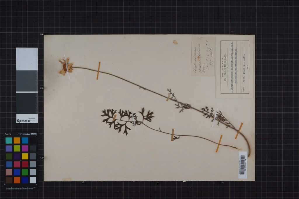 herbarium image