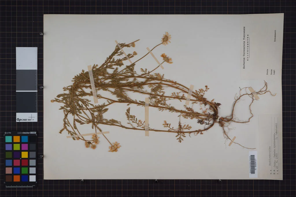 herbarium image