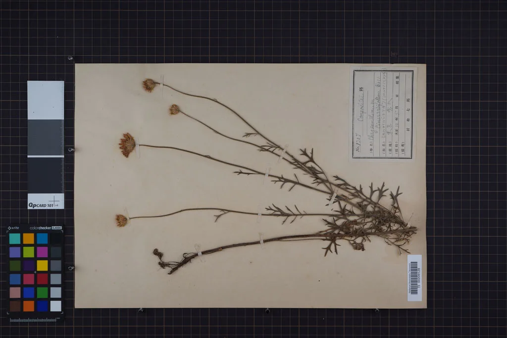 herbarium image