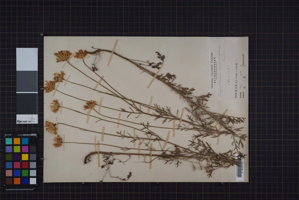 herbarium image