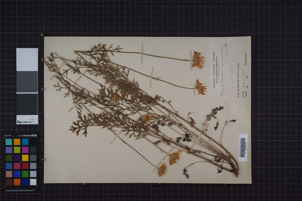 herbarium image