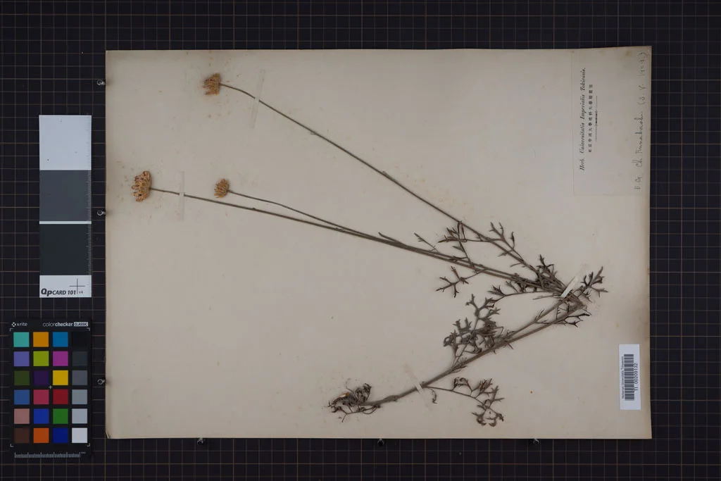 herbarium image