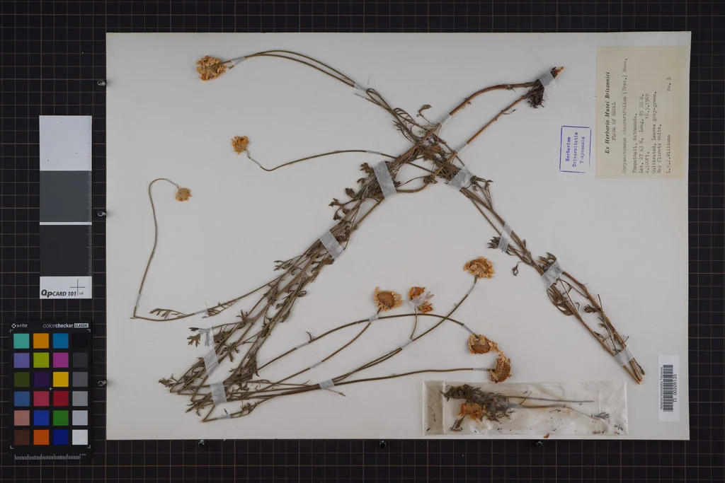 herbarium image